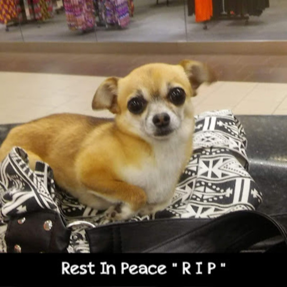 Meet your Posher, Misty - Picture 1 of 1